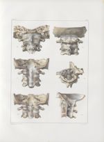 Planche 47 - Articulations céphalo-rachidiennes - Traité complet de l'anatomie de l'homme, par les D [...]