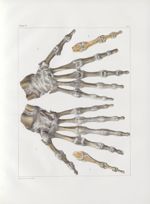 Planche 55 - Articulations de la main - Traité complet de l'anatomie de l'homme, par les Drs Bourger [...]