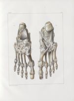 Planche 58 - Ligamens du pied - Traité complet de l'anatomie de l'homme, par les Drs Bourgery et Cla [...]