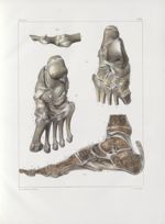Planche 59 - Articulations et ligamens profonds du pied - Traité complet de l'anatomie de l'homme, p [...]