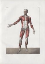 Planche 60 - Sujet complet de myologie - Plan antérieur - Traité complet de l'anatomie de l'homme, p [...]