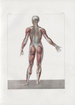 Planche 61 - Sujet complet de myologie - Plan postérieur - Traité complet de l'anatomie de l'homme,  [...]