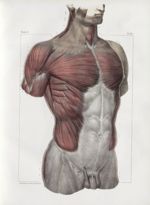 Planche 62 - Ensemble des muscles du tronc - Plan antérieur. Couche superficielle - Traité complet d [...]