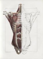 Planche 64 - Paroi antérieure de tronc - Muscles de la deuxième couche - Petit pectoral, sous-clavie [...]