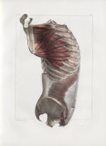 Planche 66 - Muscles latéraux du tronc - Troisième couche. Grand dentelé, transverse abdominal, inte [...]