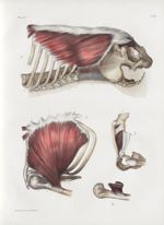 Planche 67 - Muscles latéraux du tronc - Grand pectoral, grand oblique, sous-clavier - Traité comple [...]