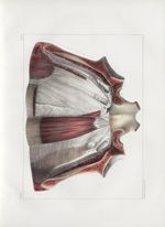 Planche 71 - Muscles de la paroi antérieure du tronc vus par leur surface postérieure - Extrémité in [...]