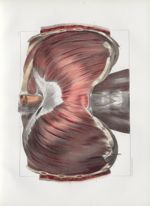Planche 77 - Diaphragme - Plan antérieur - Traité complet de l'anatomie de l'homme, par les Drs Bour [...]