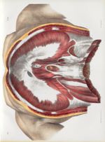 Planche 80 - Diaphragme - Plan abdominal - Traité complet de l'anatomie de l'homme, par les Drs Bour [...]