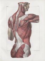 Planche 83 - Ensemble des muscles du dos - Couche superficielle - Trapèze, grand dorsal, extrémité p [...]