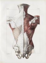 Planche 84 - Ensemble des muscles du dos - Première couche - Trapèze et grand dorsal - Traité comple [...]