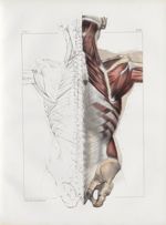 Planche 85 - Muscles du dos - Deuxième couche. Rhomboïde, petit dentelé postérieur inférieur, spléni [...]