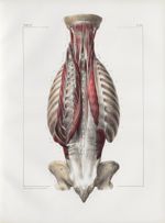 Planche 86 - Muscles du dos - Troisième couche - Traité complet de l'anatomie de l'homme, par les Dr [...]