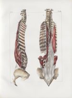 Planche 88 - Muscle sacro-spinal - Traité complet de l'anatomie de l'homme, par les Drs Bourgery et  [...]