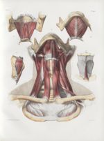 Planche 90 - Muscles du cou - Traité complet de l'anatomie de l'homme, par les Drs Bourgery et Claud [...]