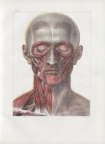 Planche 93 - Muscles de la face et du cou - Couche superficielle - Traité complet de l'anatomie de l [...]