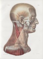 Planche 95 - Muscles de la tête et du cou - Plan latéral. - Couche superficielle - Traité complet de [...]