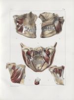 Planche 97 - Muscles masséter et ptérygoïdiens - Traité complet de l'anatomie de l'homme, par les Dr [...]