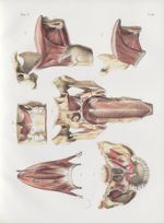 Planche 98 - Muscles de la langue, du voile du palais et du pharynx - Traité complet de l'anatomie d [...]