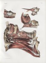 Planche 99 - Muscles du pharynx - Plan latéral - Traité complet de l'anatomie de l'homme, par les Dr [...]