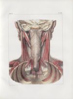 Planche 100 - Ensemble des muscles du pharynx - Plan postérieur - Traité complet de l'anatomie de l' [...]