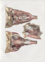 Planche 101 - Muscles du pharynx - Plan postérieur - Traité complet de l'anatomie de l'homme, par le [...]