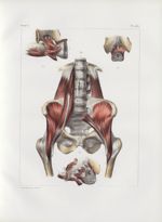Planche 103 - Muscles du bassin - Traité complet de l'anatomie de l'homme, par les Drs Bourgery et C [...]