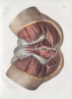 Planche 104 - Muscles du bassin - Région ano-génitale chez l'homme - Traité complet de l'anatomie de [...]
