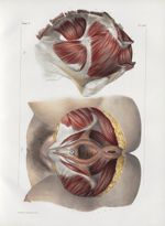 Planche 105 - Muscles du bassin - Traité complet de l'anatomie de l'homme, par les Drs Bourgery et C [...]