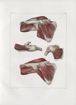 Planche 107 - Muscles de l'épaule - Plan antérieur - Sous-scapulaire, grand rond, sous-épineux, et p [...]