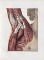 Planche 109 - Connexions musculaires de l'aisselle - Couche superficielle - Muscles petit pectoral,  [...]