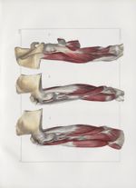 Planche 113 - Muscles du bras - Plan latéraux - Biceps, coraco-brachial, brachial antérieur, triceps [...]