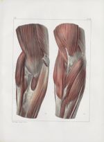 Planche 114 - Connexion musculaires du pli du bras - Biceps, brachial antérieur, triceps, long supin [...]