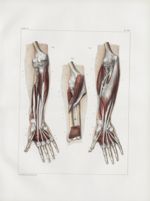 Planche 116 - Muscles de l'avant-bras - Deuxième et troisième couches - Rond pronateur, long fléchis [...]