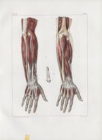 Planche 117 - Muscles de l'avant-bras - Plan postérieur - Traité complet de l'anatomie de l'homme, p [...]
