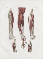 Planche 118 - Muscles de l'avant-bras - Muscles de l'avant-bras à divers plans - Traité complet de l [...]