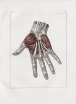 Planche 119 - Muscles de la main - Couche superficielle - Traité complet de l'anatomie de l'homme, p [...]