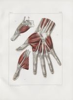 Planche 120 - Muscles de la main - Deuxième couche de la face palmaire - Traité complet de l'anatomi [...]