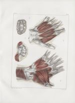 Planche 121 - Muscles de la paume de la main - Couche profonde - Traité complet de l'anatomie de l'h [...]