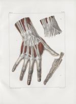 Planche 122 - Muscles de main - Plan postérieur - Traité complet de l'anatomie de l'homme, par les D [...]