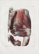 Planche 125 - Muscles pelvi-fémoraux - Deuxième couche - Muscles moyen fessier, pyramidal, jumeaux s [...]