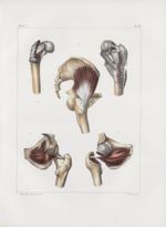 Planche 126 - Muscles pelvi-fémoraux - Traité complet de l'anatomie de l'homme, par les Drs Bourgery [...]