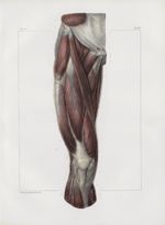 Planche 127 - Muscles de la cuisse - Plan antérieur. Couche superficielle. Muscles fascia-lata, cout [...]