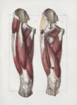 Planche 131 - Muscles de la cuisse - Plan antérieur - Muscles droit antérieur de la cuisse, triceps  [...]