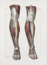 Planche 138 - Muscles de la jambe - Plan antérieur - Muscles jambier antérieur, extenseur propre du  [...]