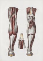 Planche 139 - Muscles de la jambe - Plan postérieur. Muscles jumeaux, soléaire, plantaire grêle, pop [...]