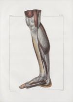 Planche 140 - Muscles de la jambe - Plan interne - Muscles jumeau interne, soléaire, partie du long  [...]
