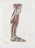 Planche 141 - Muscles de la jambe - Plan externe - Muscles jambier antérieur, long extenseur des ort [...]