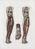 Planche 142 - Muscles de la jambe - Plan postérieur profond - Muscles poplité, long et court péronie [...]