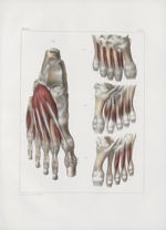 Planche 145 - Muscles du pied - Plans profonds, dorsal et plantaire - Traité complet de l'anatomie d [...]